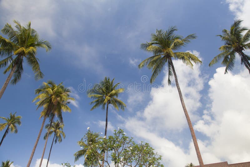Beautiful look in tropics royalty free stock photography