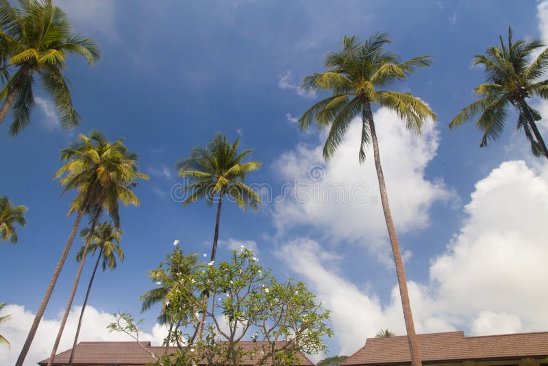 Beautiful look in tropics royalty free stock image