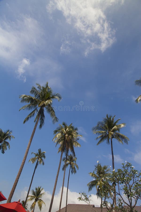 Beautiful look in tropics royalty free stock photos