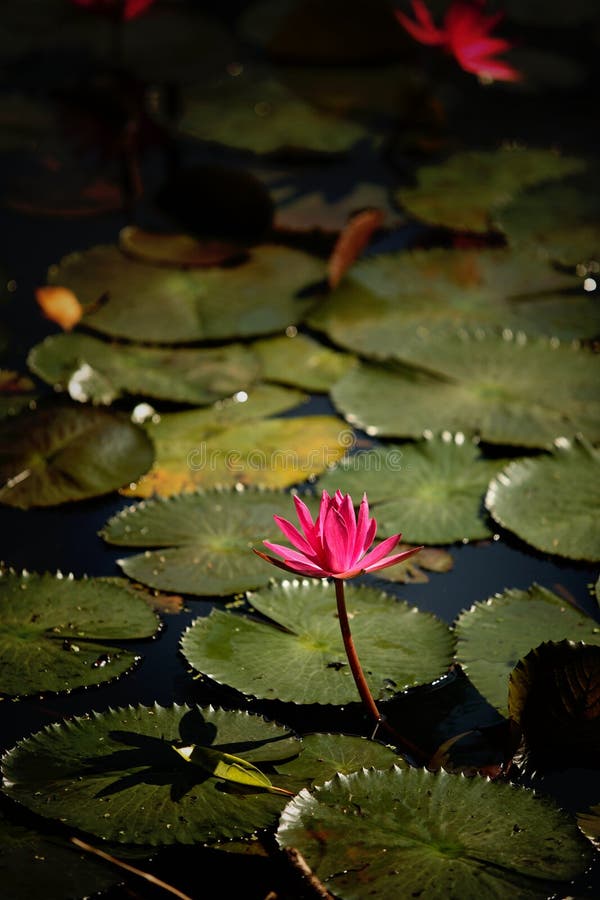 Beautiful Lotus