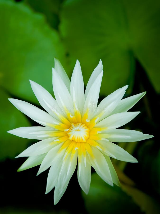 Beautiful lotus stock photo. Image of aquatic, beautiful 15700518