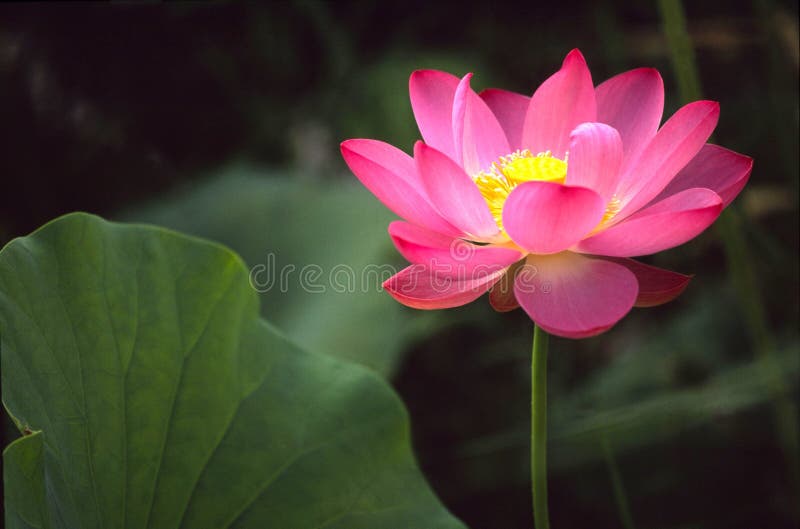Beautiful lotus flower stock photo. Image of backgrounds 13980928