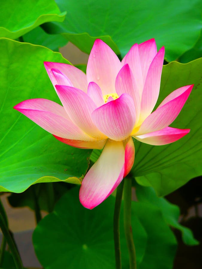 Beautiful Lotus Flower stock photo. Image of purity, peace 6136000