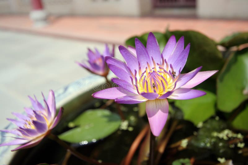 Beautiful lotus at Bangpa-in Palace