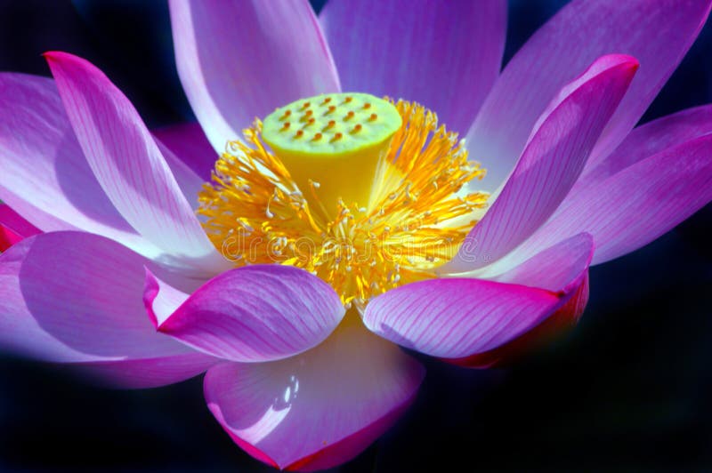 Beautiful Lotus Flower