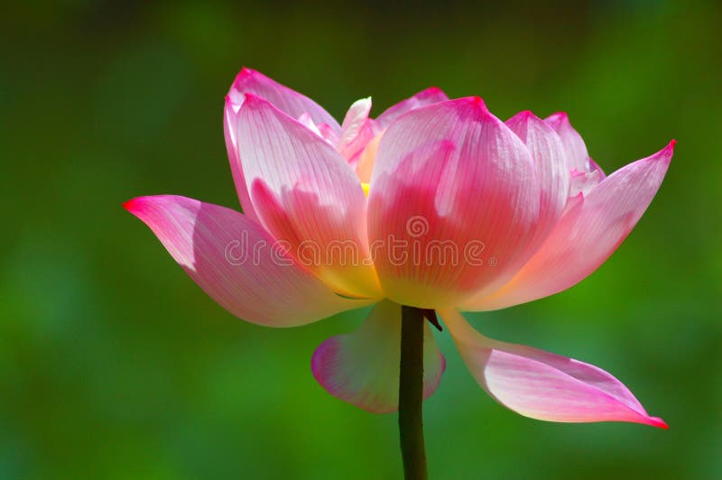 Beautiful Lotus Flower