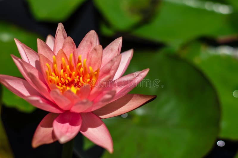 Beautiful waterlily or lotus flower in pond