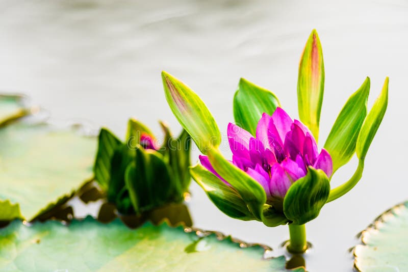 Beautiful Lotus Flower with green leaves and bright water background.