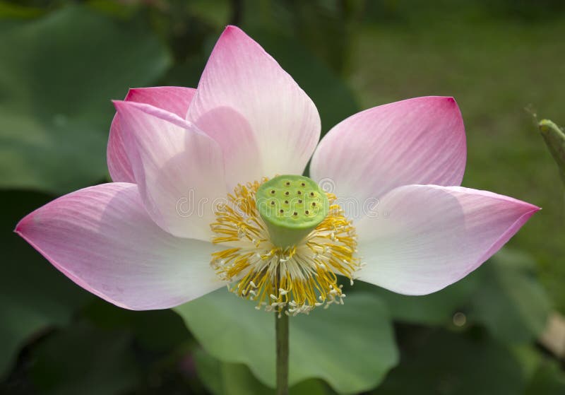 Beautiful Lotus Flower Growing in the Pond Stock Photo Image of petal