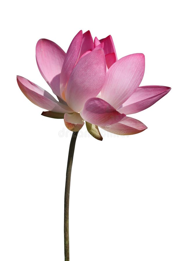 Beautiful lotus flower isolated.