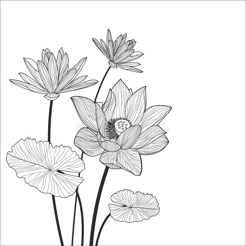 Beautiful lotus flower line illustration. Vector abstract black