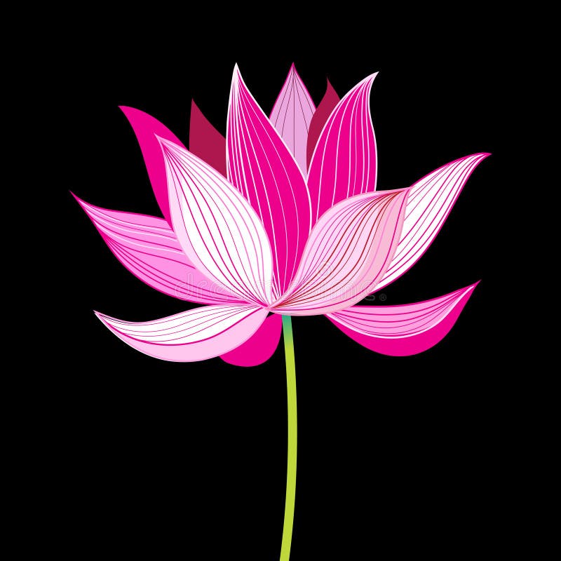 Beautiful lotus flower