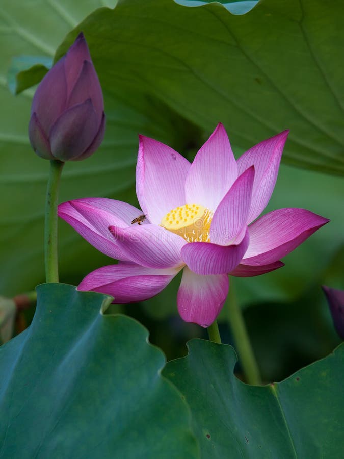 Beautiful Lotus Flowers in Vietnam Stock Image Image of lily, bloom