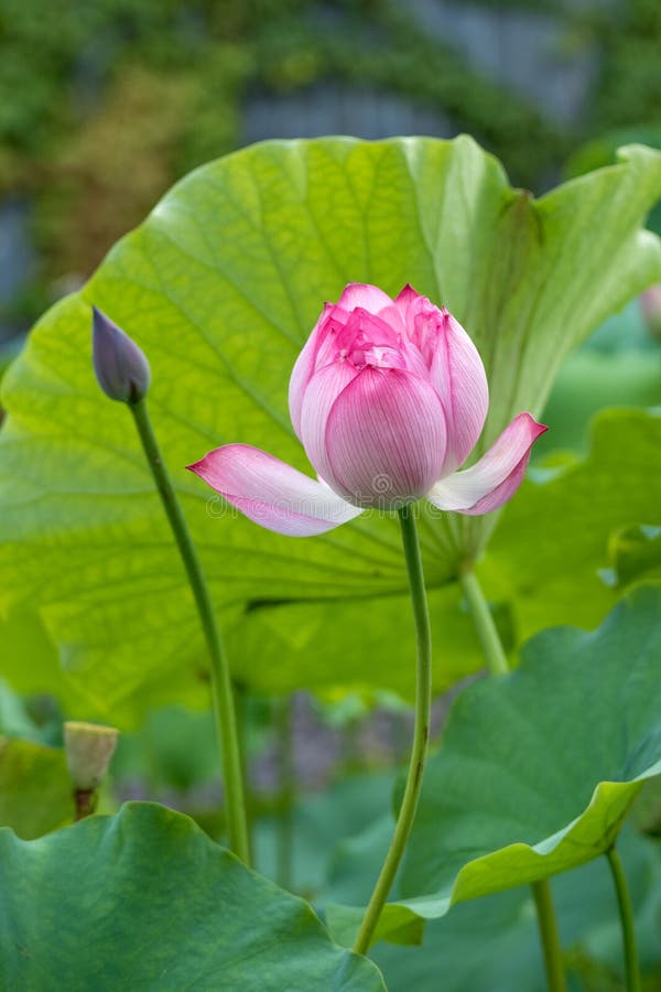 Beautiful Lotus and Lotus Leaves Stock Image - Image of courtyard ...