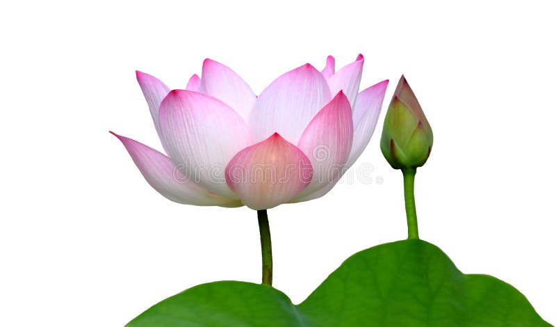Beautiful lotus(Single lotus flower isolated on white background stock photography