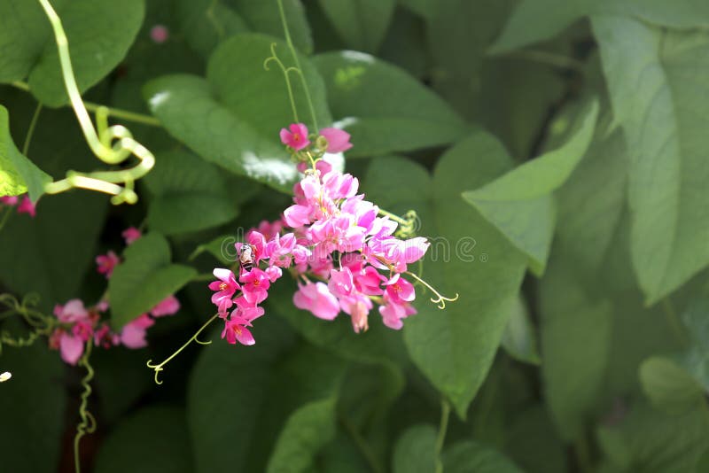 https://thumbs.dreamstime.com/b/beautiful-lovely-pink-flower-mexican-creeper-chain-love-bees-blurred-green-leaves-background-218824117.jpg