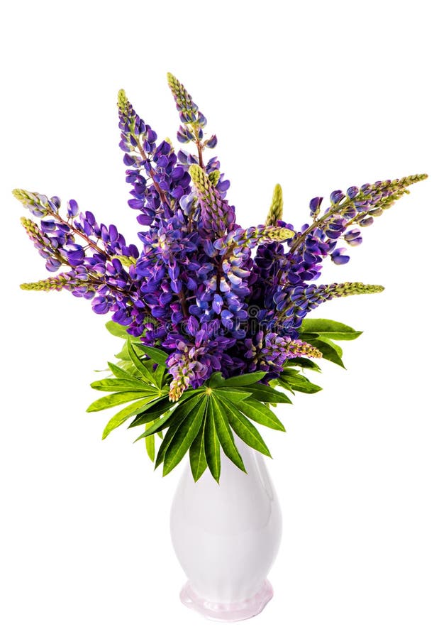 Beautiful Lupine Bouquet In Vase Stock Photo - Image of blossom, field