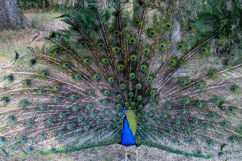 Beautiful Lush Colorful Peacock`s Tail on the Background of Natural Park. Wild  Animals in Nature Concept Stock Photo - Image of exotic, detail: 186287334