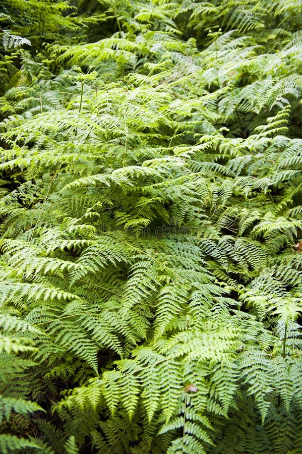 Beautiful lush ferns