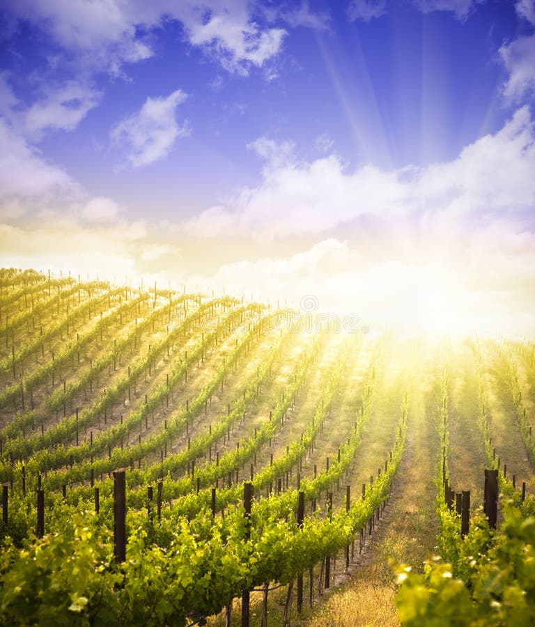 Beautiful Lush Grape Vineyard and Dramatic Sky