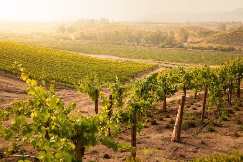 Beautiful Lush Grape Vineyard in The Morning Sun a