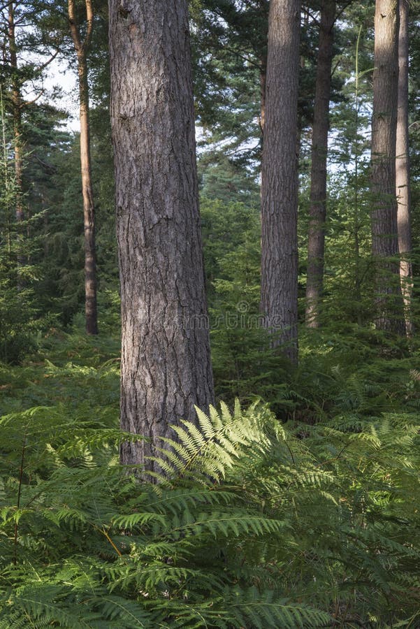 Beautiful lush vibrant forest landscape in Summer stock photography Beautiful lush vibrant forest landscape in Summer stock photography