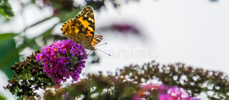 Beautiful macro closeup of a painted lady butterfly, common cosmopolitan insect specie