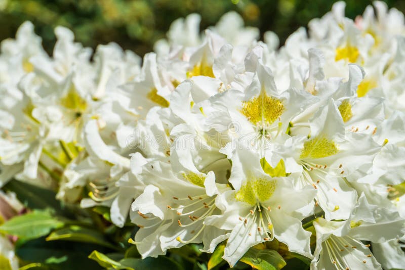 Beautiful macro closeup of white rhododendron flowers, popular plant from Asia, Nature background royalty free stock photography Beautiful macro closeup of white rhododendron flowers, popular plant from Asia, Nature background royalty free stock photography
