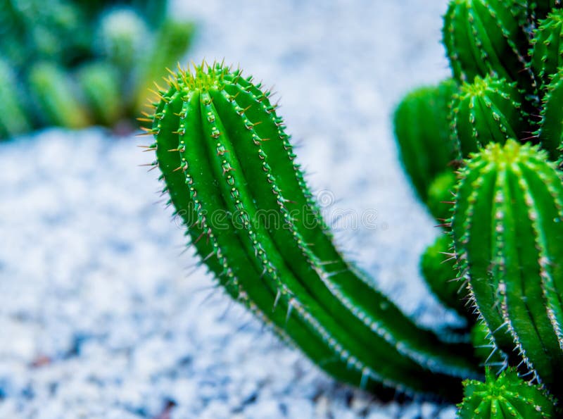 Beautiful macro shots of prickly cactus. Background and textures