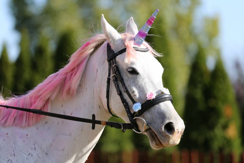 Realistic Unicorn Stock Photos - Free & Royalty-Free Stock Photos from Dreamstime Realistic Unicorn Stock Photos - Free & Royalty-Free Stock Photos from Dreamstime