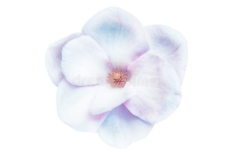 Beautiful magnolia closeup flower blossom isolated on white background. Soft iridescent blue and pink toned. Shallow depth.