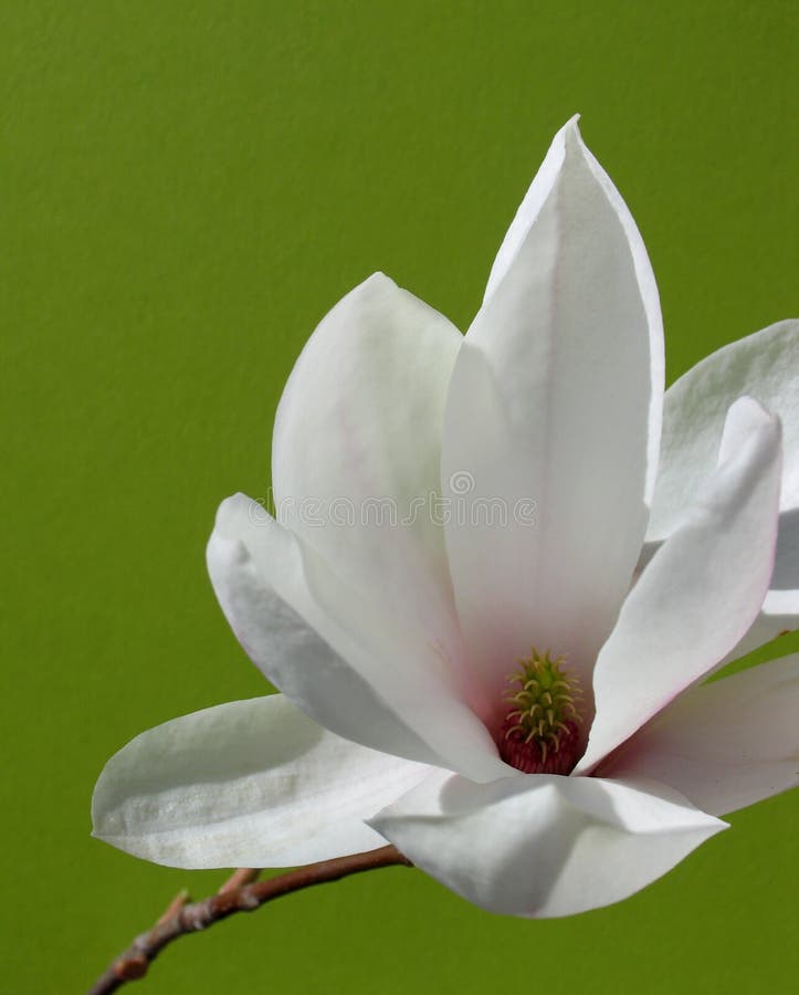 Beautiful magnolia flower