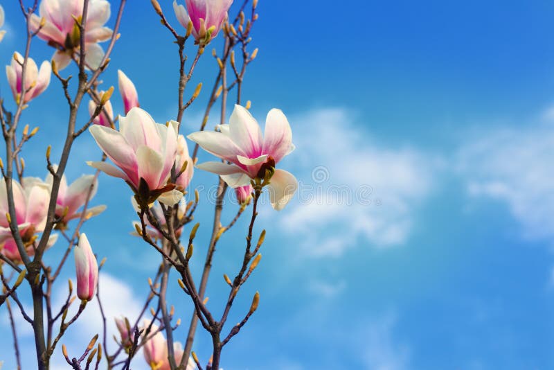 Beautiful magnolia flowers in the spring Blue sky background. Magnolia blossom.