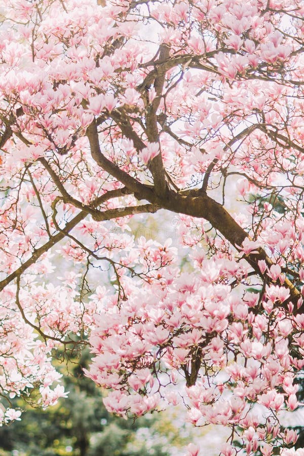 Beautiful magnolia tree in bloom with tender pink flowers