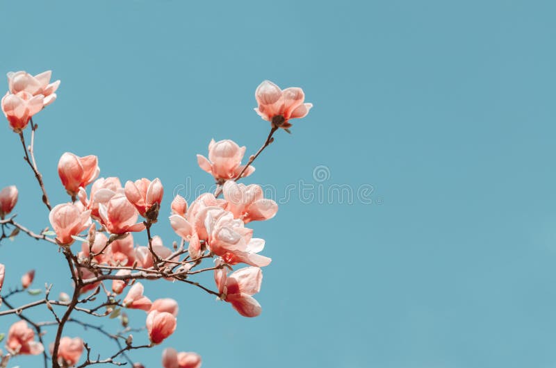 Beautiful magnolia tree blossoms in springtime. Bright magnolia flower against blue sky. Romantic floral background