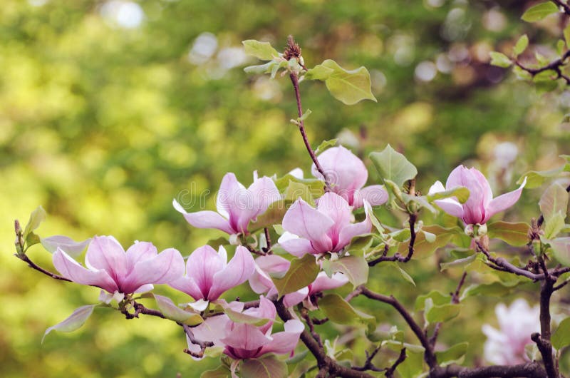 Beautiful magnolia tree blossoms in springtime. Jentle magnolia flower against sunset light.