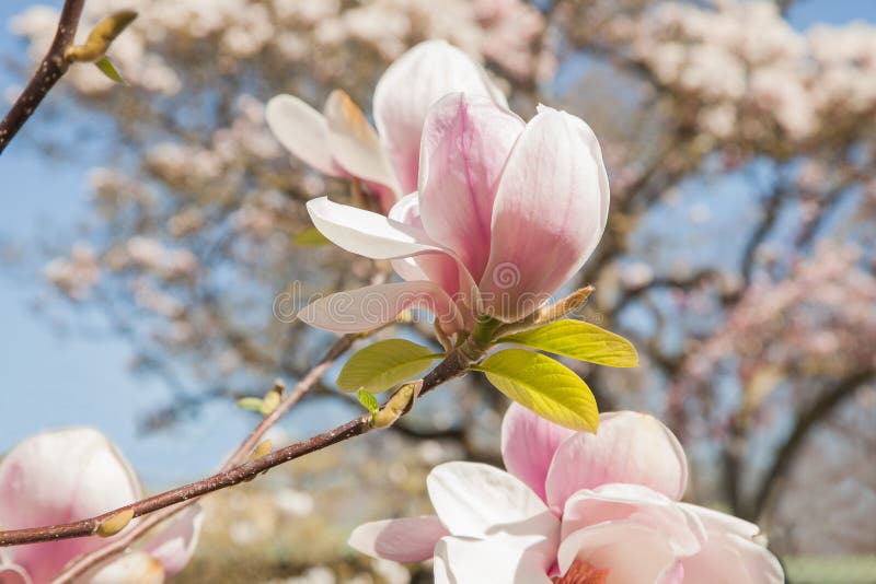 Beautiful magnolia trees in full blossom with pink and white flowers, springtime park can be used as background