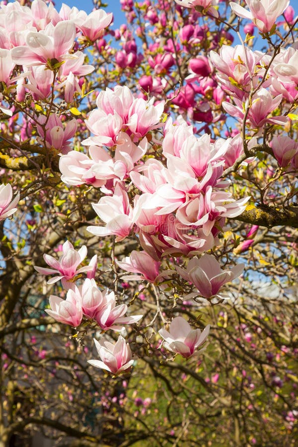 Beautiful magnolia trees in full blossom with pink and white flowers, springtime park can be used as background