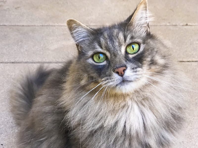 Beautiful Maine coon cat