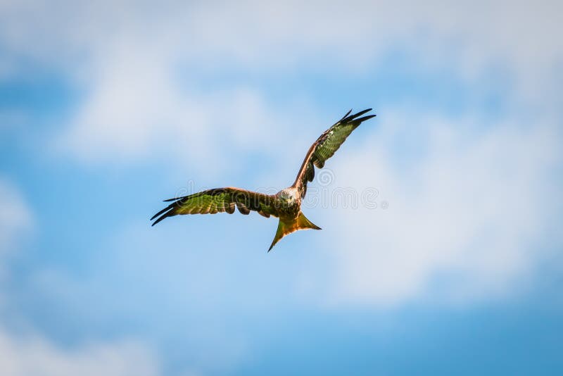 Beautiful majestic red kite bird with opened wings