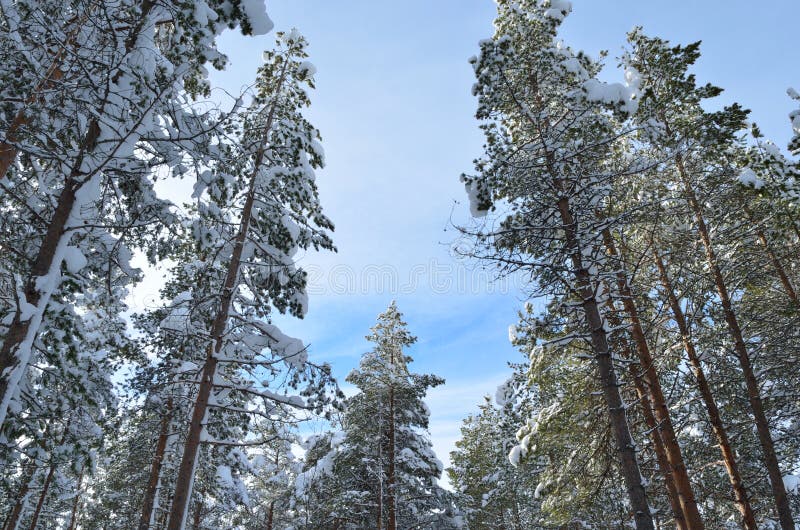 Beautiful majestic snowy pine tree forest in winter. Tranquil, frost.