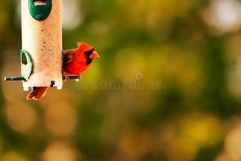 A beautiful male cardinal on a bird feeder.