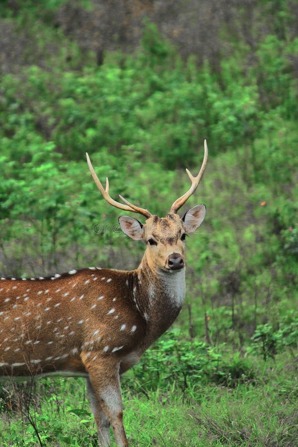 Beautiful male chital deer or spotted deer axis axis grazing in the grassland of bandipur national park, karnataka in india