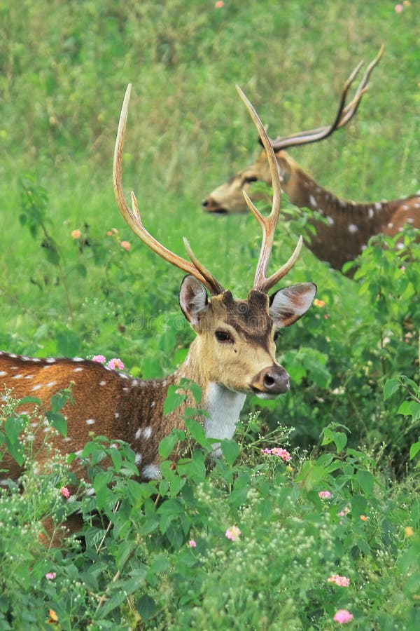 Beautiful male chital deer or spotted deer axis axis grazing in the grassland of bandipur national park, karnataka in india
