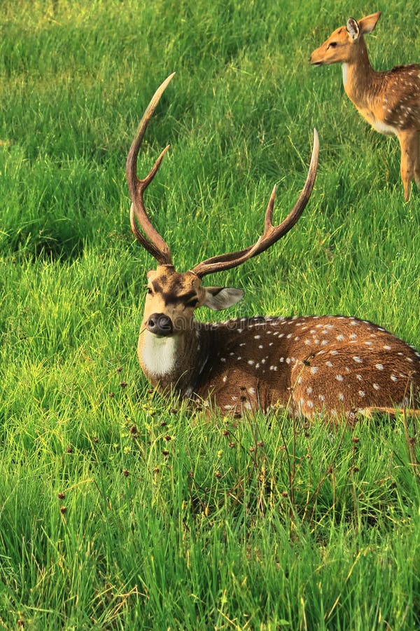 Beautiful male chital deer or spotted deer axis axis grazing in the grassland of bandipur national park, karnataka in india