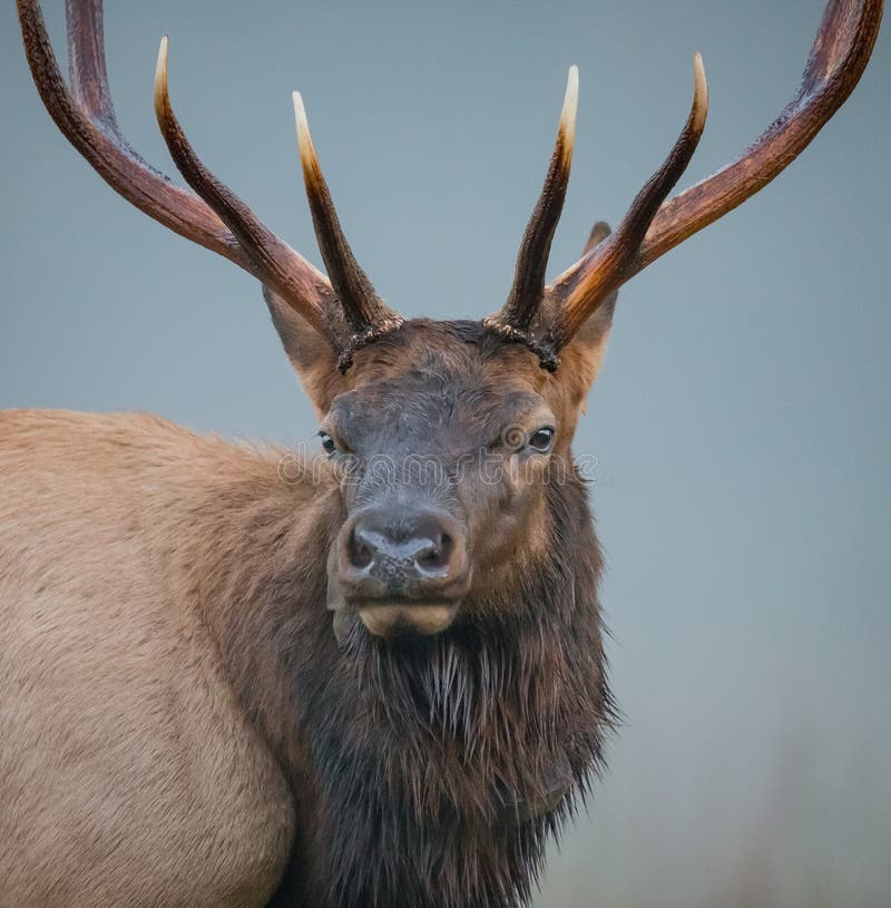 Beautiful male elk stock photo. Image of animal, cane 14200900