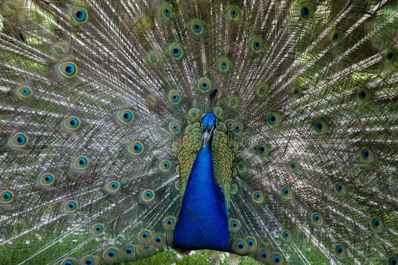 Bel pavone maschile con la coda aperta fotografia stock libera da diritti