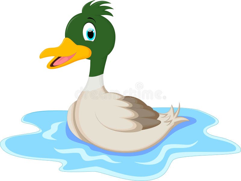Beautiful Mallard duck swimming in a pond royalty free illustration