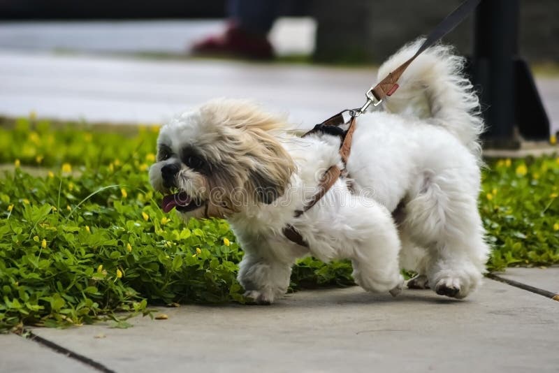 Beautiful Maltese Dog Walking and Playing in the Park Stock Image