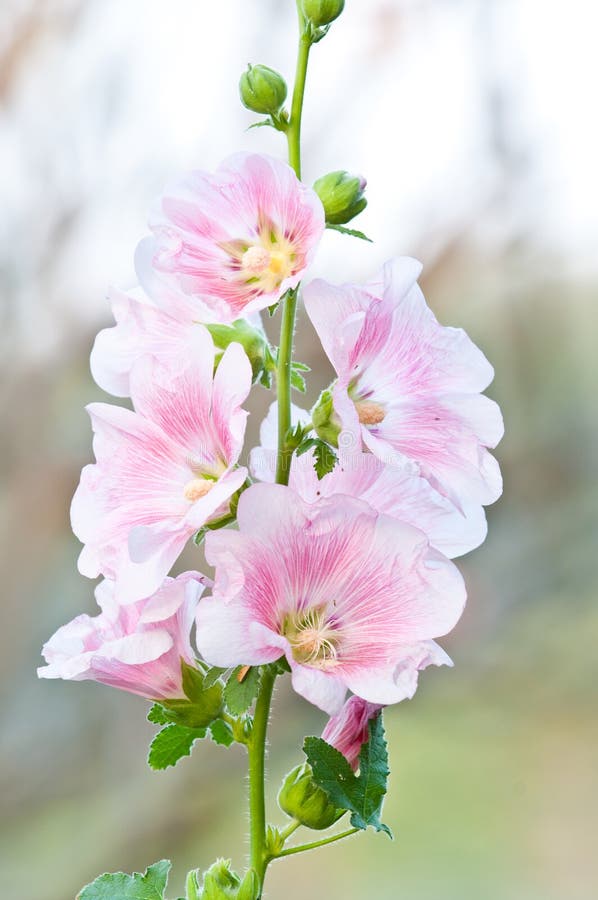 Beautiful malva flower